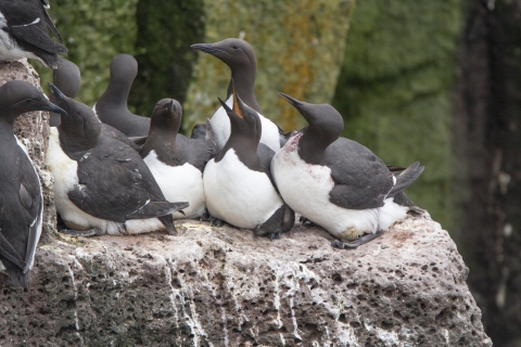 A colony of Common Murre crowd together on a nest