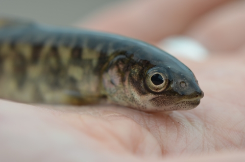 Juvenile Lake Trout held in staff member's hand