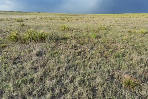 A field at Buffalo Lake National Wildlife Refuge against a dark blue sky.