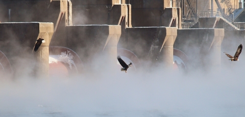 Bald Eagles flying at Lock and Dam 15 on the Upper Mississippi River