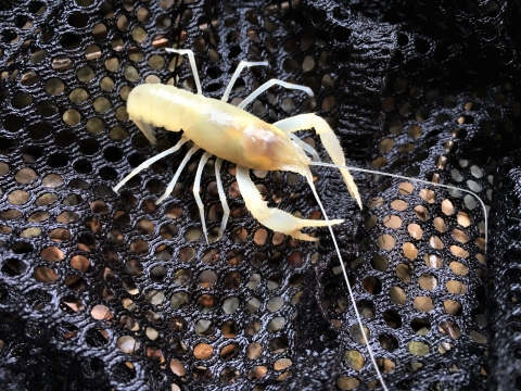 Hell Creek Cave Crayfish in net at new species location. 