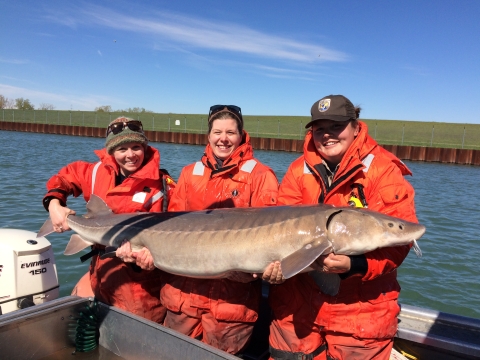 Three biologists hold a large lake sturgeon