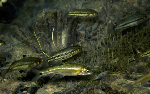 A group of fishes in a warm spring