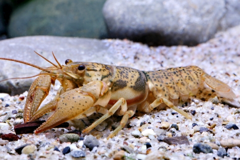 buff-colored crustacean with brown speckles on multi-colored sandy bottom of creek 