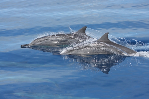 Two bottom nosed dolphins break the surface of the ocean. They are grey surrounded by blue. 