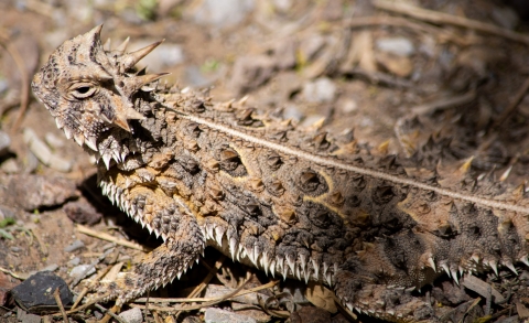 A very spiky brown and tan lizard standing on leaf litter