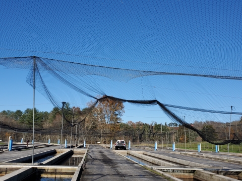 Long stretch of cement waterways filled with clear water. The cement is cracked and worn with age. There is a truck and some human sized vertical structures colored grey and blue in the distance with the rear vision of a pickup truck. There is a large representative depiction of the damaged netting hanging down in front of the camera's position. A combination of evergreen and deciduous trees surround the perimeter of the fish hatchery