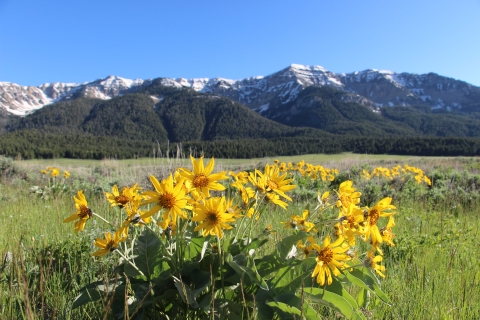 Yellow flowers in the foreground with snow capped mountains in the background under clear blue skies are shown in this picture.