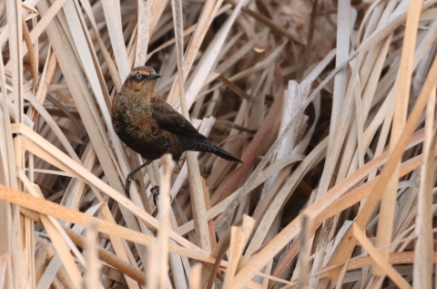 A rusty red and black bird perched on dormant wetland vegetation