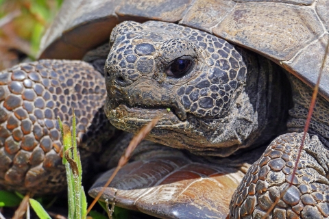 closeup of a gopher tortoise