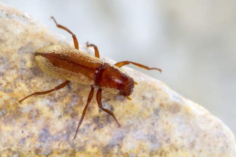 An adult comal springs dryopid beetle resting on a smooth rock underwater