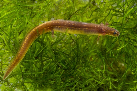 Picture of a thin brown San Marcos salamander resting in green aquatic vegetation.