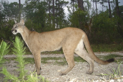A large tan wildcat stands still with tall trees behind it