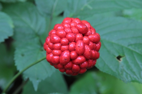 Close-up of American ginseng with bright red berries in a ball-shaped cluster, in front of green leaves