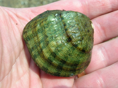 close up of a green striped mussel in a person's hand