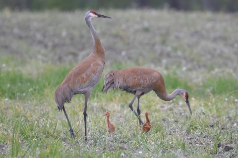 two tall gray brown birds with two fluffy babies in grass field