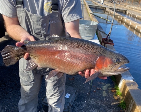 Large female rainbow trout