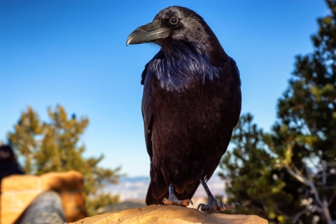 Common raven perched on a rock with a blue sky background