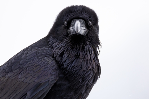 Common raven up close and looking at the camera with a white background