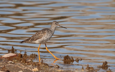 A Greater Yellowlegs by the water within the Huron Wetland Management District.