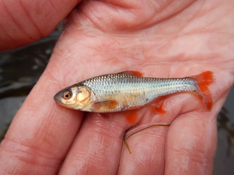 Topeka shiner minnow in a researcher's hand
