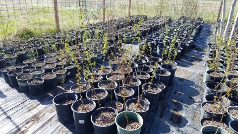 A stand of potted trees sitting in a nursery