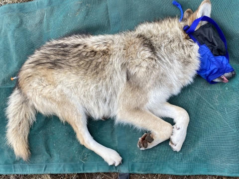 A sedated Mexican wolf is muzzled before being given a health check as part of the annual Mexican wolf count.