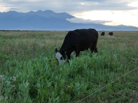 Cow feeding in field