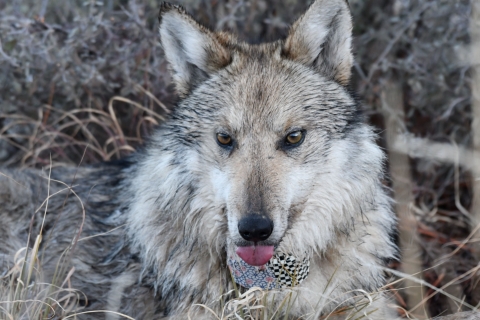 A Mexican wolf with a radio collar lays on the ground with it's tongue sticking out.