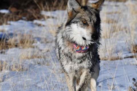 A Mexican wolf stands in snow and grass wearing a brightly colored radio collar.