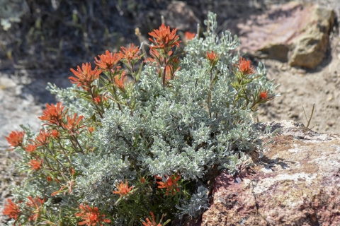 Red paintbrush flowers on a greenish sliver plant growing next to a rock.