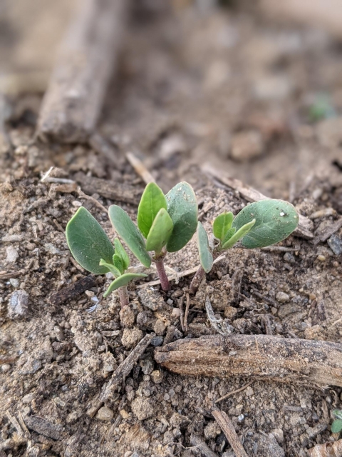 A milkweed seedling emerging from the soil