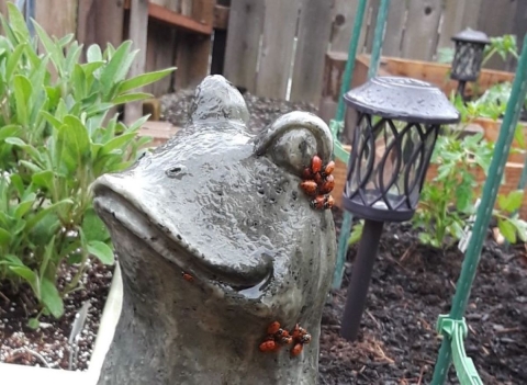 groups of ladybugs gather on a concrete statue of a frog that sits in a garden