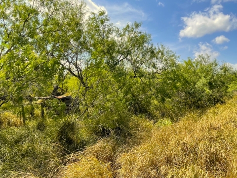 Native Brush Lower Rio Grande Valley National Wildlife Refuge