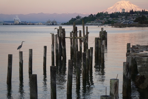 A blue heron on pilings in water with a city and snow-covered mountain beyond