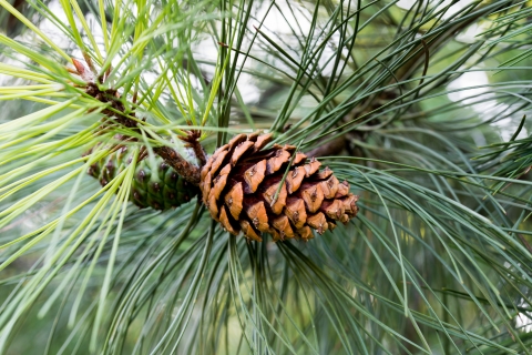 A ponderosa pine cone growing on a limb