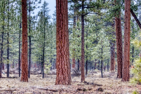 A ponderosa pine forest