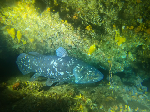 a speckled fish with thick fins wedged between rocks