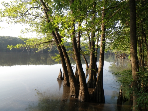 An image of a calm lake surrounded by trees.