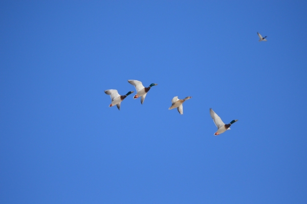 An image of mallard ducks flying in a clear blue sky.