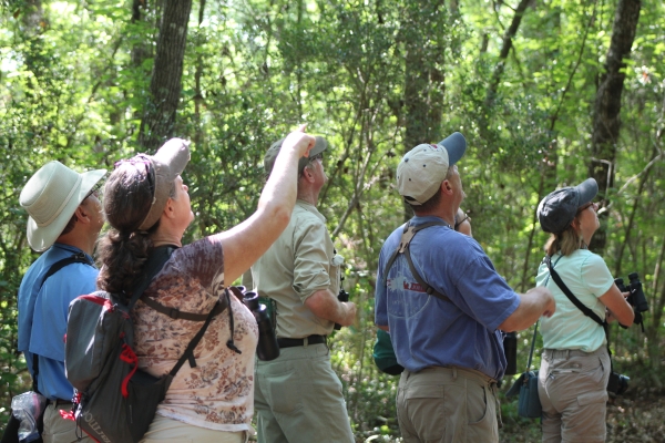 Group of five birdwatchers are looking for a bird in the leafy tree canopy.