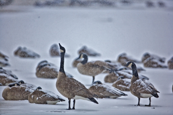 Canada Geese loafing on the ice