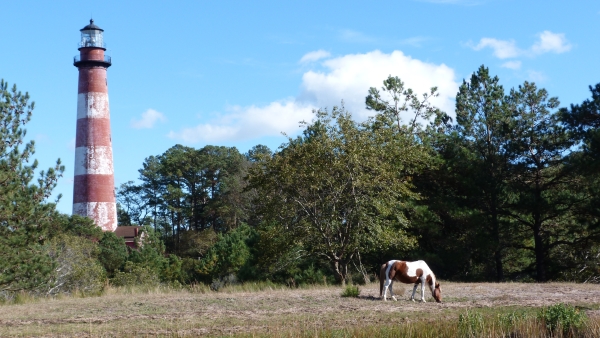 A Chincoteague pony grazing with Assateague Lighthouse in the background