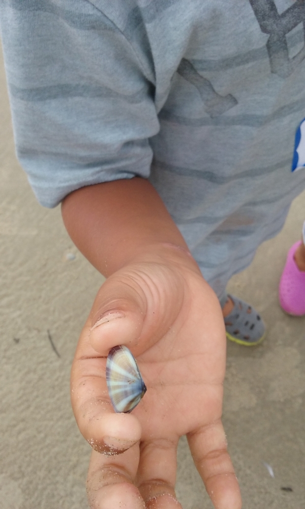 Child's hand with small coquina shell
