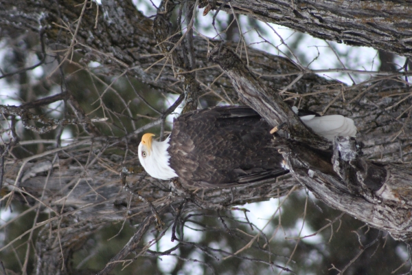 A bald eagle sits in a tree branch and looks to the right.