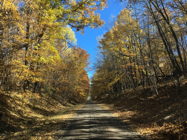 A straight and narrow gravel road bordered by towering deciduous trees with yellow leaves.