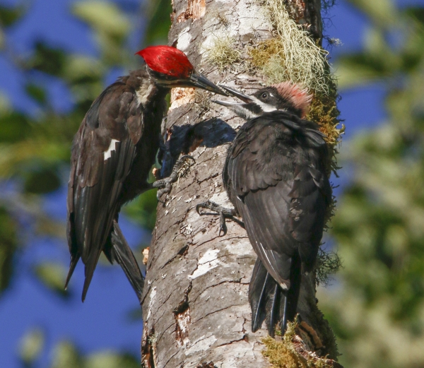 An adult Pileated woodpecker feeds a chick on the branch of a red alder tree.