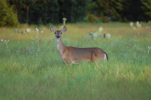 A deer stands still in a field of grass.