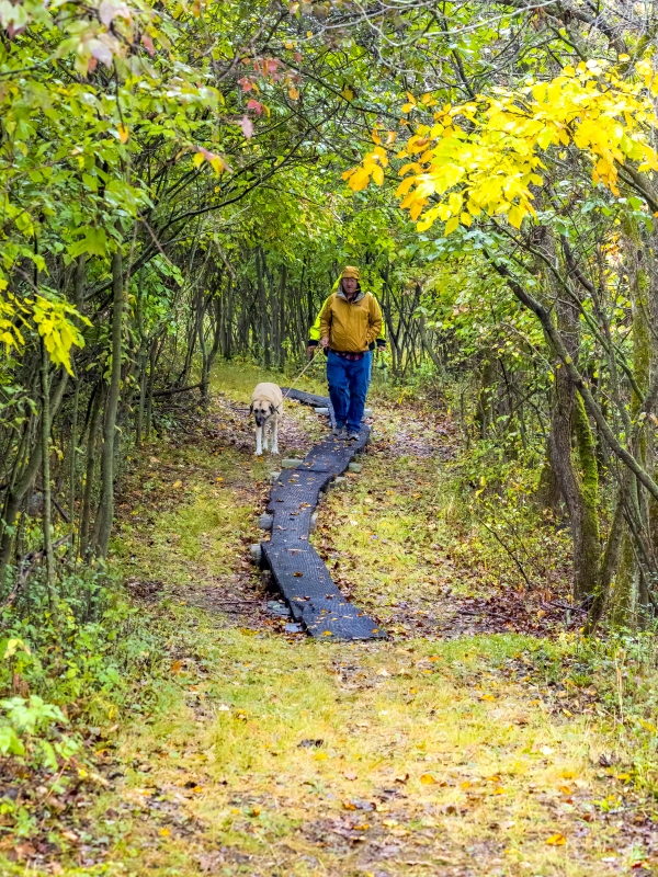 Person and dog on leash hiking on trail at Detroit River International Wildlife Refuge