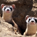 Two curious animals with long necks and what looks like black masks around their eyes peek out from a burrow in the ground.